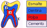 Esquema de formação de um dente